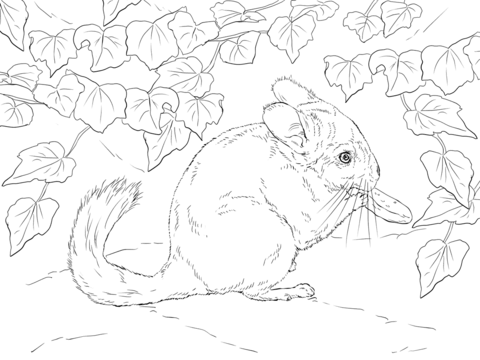 Long Tailed Chinchilla Coloring Page